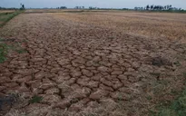 Người dân Ninh Thuận đối mặt đợt hạn hán khốc liệt nhất 10 năm qua