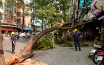 TP.HCM: Cây cổ thụ gãy cành, đè bị thương 2 người