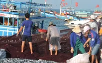 Ngư dân Lý Sơn hứng khởi vươn khơi, phát triển kinh tế