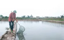 Bùng phát hiện tượng tôm chết mùa nắng nóng
