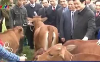 Gần 20.000 con bò giống đã được trao cho các hộ gia đình nghèo