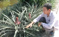 Làm giàu từ nghề trồng dứa cảnh phục vụ Tết