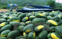 Thanh long và dưa hấu tiêu thụ mạnh qua cửa khẩu Tân Thanh