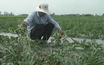 Tiền Giang: Kẻ gian phá hoại 2.000 gốc dưa hấu của bà con