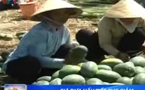 Giá dưa hấu tại ĐBSCL tiếp tục giảm
