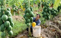 Đồng bằng Sông Cửu Long: Đu đủ rớt giá mạnh