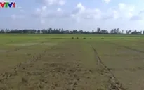 Cần cấp bách đối phó với El Nino