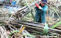 Kiến nghị chưa nên nhập 50.000 tấn đường