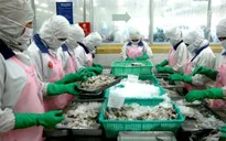 Thuế chống bán phá giá tôm Việt Nam vào Mỹ giảm mạnh