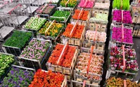 Chợ hoa lớn nhất thế giới chuẩn bị cho ngày Valentine