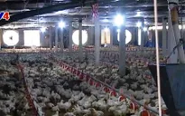 Vào TPP, ngành chăn nuôi có khả năng hưởng lợi?