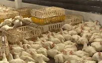 Gà ngoại "đổ bộ" vào Việt Nam, gà nội mất thị trường