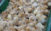 Quảng Ninh: Thu giữ, tiêu hủy hơn 7.000 con gà giống nhập lậu
