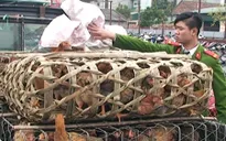 TP.HCM: Tịch thu gần 1 tấn gia cầm, thủy cầm không rõ nguồn gốc