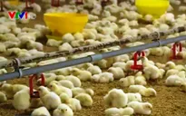 Liên kết theo chuỗi - Hướng đi bền vững cho ngành chăn nuôi thời hội nhập TPP