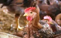 'Người Việt nên mang... gà đi bộ để hội nhập'