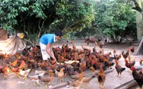 ĐBSCL: Gà thả vườn tăng giá đột biến
