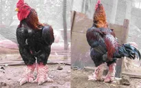 Gà Đông Tảo không đủ bán dịp Tết