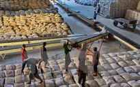 Việt Nam bất ngờ giảm mạnh xuất khẩu gạo