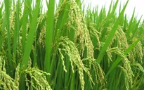 Bí quyết tạo thành công cho nông nghiệp Thái Lan