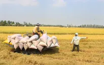 Gia hạn thời gian cho vay mua tạm trữ thóc, gạo