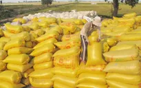Kết thúc thu mua tạm trữ lúa gạo vụ Đông Xuân