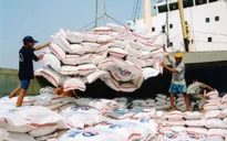 Rất khó dự kiến lượng gạo xuất khẩu năm 2015