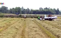 Nhiều doanh nghiệp không mua tạm trữ vụ Đông Xuân