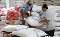 Xuất khẩu gạo giảm cả lượng và giá trị