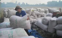 Việt Nam dự thầu bán 250.000 tấn gạo cho Philippines