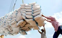 Xuất khẩu gạo tháng 1/2015 giảm cả lượng và giá trị