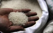 Gạo nhựa chưa từng xuất hiện ở Việt Nam