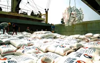 Sản lượng gạo Việt Nam xuất khẩu liên tục giảm