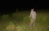 Trốn nắng, nông dân ra đồng làm việc từ nửa đêm