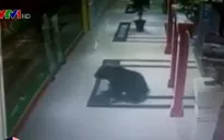 Gấu nâu 'đột nhập' vào siêu thị tại Nga