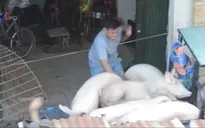 TP.HCM: Dân khổ vì lò mổ gia súc, gia cầm giữa khu chung cư