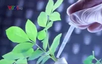 Thực phẩm biến đổi gen: Còn nhiều tranh cãi!