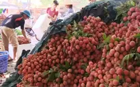 Thương lái Trung Quốc ngừng mua, vải thiều rớt giá mạnh