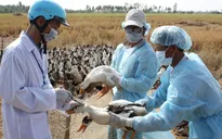 Kon Tum khoanh vùng ổ dịch, ngăn chặn dịch cúm gia cầm bùng phát