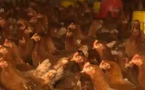 Chăn nuôi gia cầm: Sức ép cạnh tranh ngày càng lớn