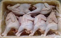 TP.HCM: Phát hiện, tiêu hủy hơn 1 tấn gia cầm nhập lậu