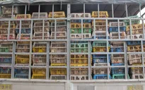 Quảng Ninh: Bắt giữ trên 15.000 con gà giống nhập lậu