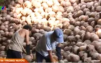 Bến Tre: Giá dừa lên xuống bất thường