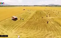 Giá lúa tại đồng bằng sông Cửu Long tăng nhẹ