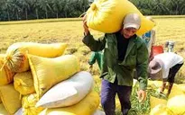 TT-Huế: Giá lúa giảm mạnh, nông dân gặp khó