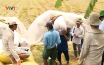 Giá lúa gạo ở Đồng bằng sông Cửu Long tiếp tục giảm