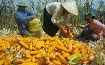 Giá ngô sẽ tăng trong thời gian tới
