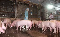 TP.HCM đề xuất tiêu hủy ngay gia súc sử dụng chất cấm