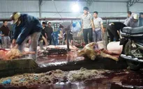 Kiểm tra đột xuất các cơ sở giết mổ gia súc, gia cầm