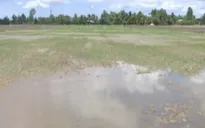 16.000ha lúa Hè Thu ở Bạc Liêu chưa xuống giống do thiếu nước